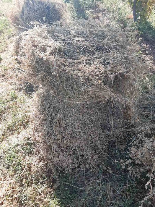 Кум кук беда сотилади.