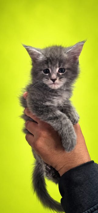 Предлагаю котят породы Мейн-кун