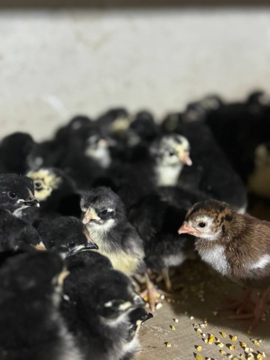 Goz Ordak jojalari feremer xojaligi