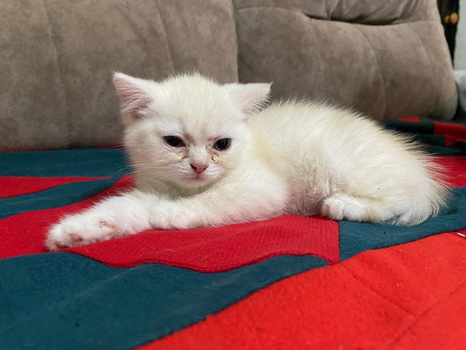 Котёнок Шотландский