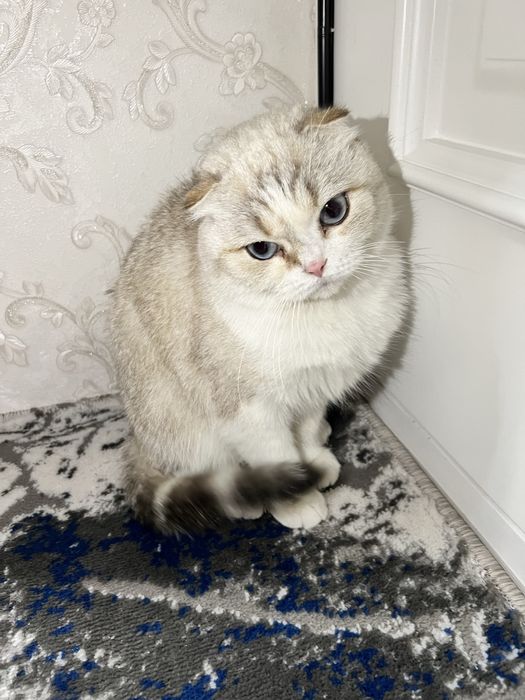 Шотландский киз бола мушук