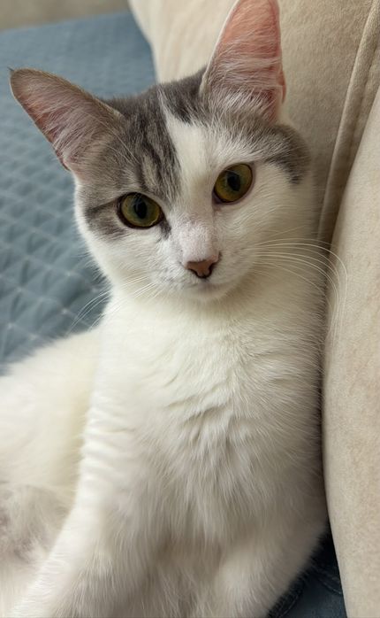 Отдам даром кота
