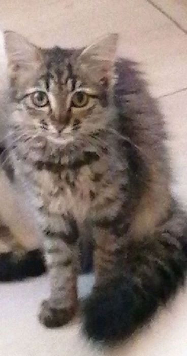 Отдам в добрые руки