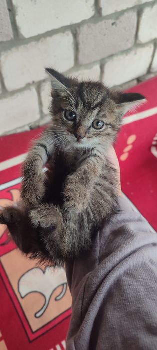 Кошка и её котёнок