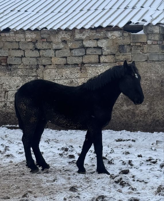Продам жеребца полутяж