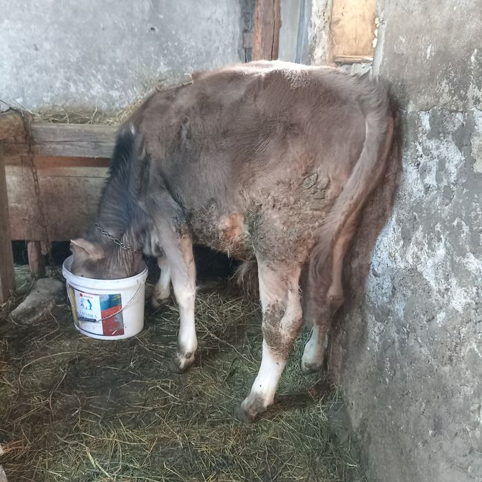 De vânzare tauras