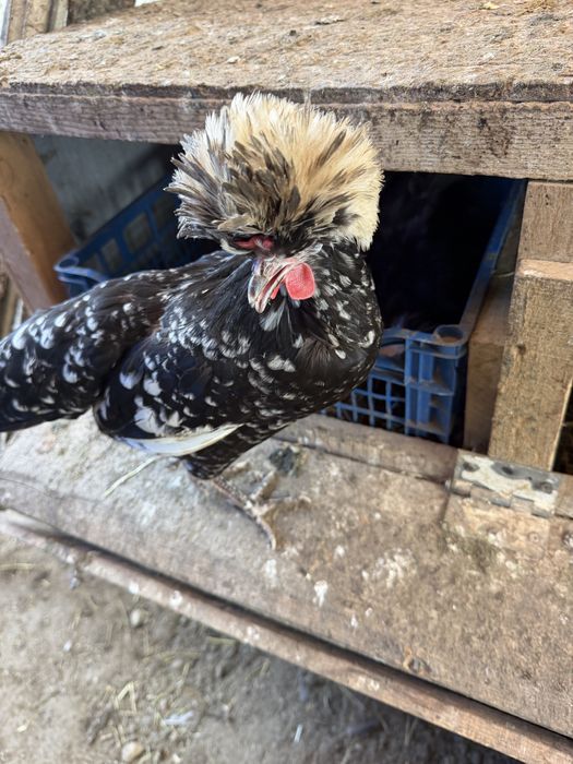 Oua moțată olandeză