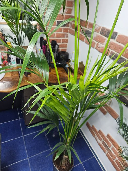 Palmier Kentia Areka .plante verzi exotice  birou
