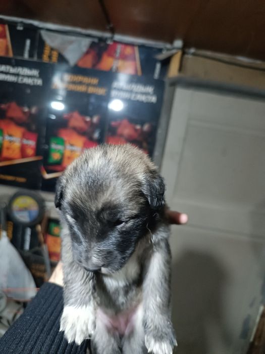 Отдам щенков овчарки даром