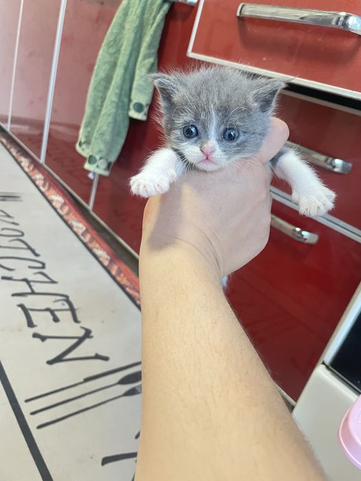 Qisqa sochli barcha porno yulduzlar