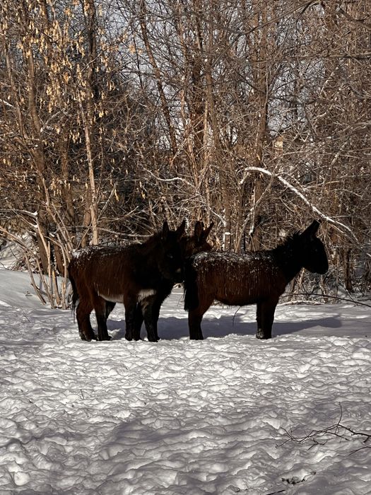 Продам ишаков 3 штуки