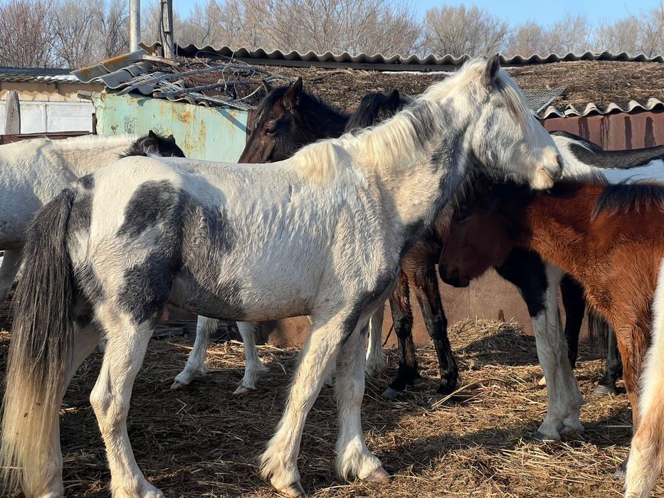 Продам Жеребца 3 года