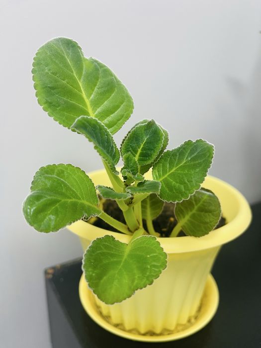 Глоксинию продам