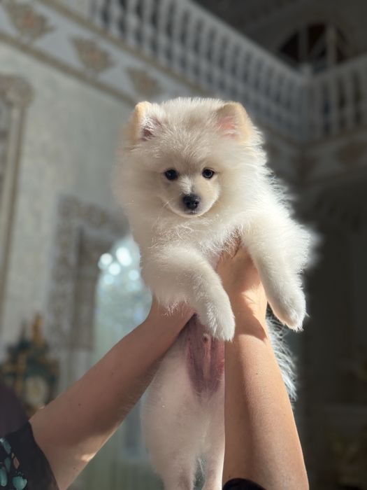 Померанский шпиц.