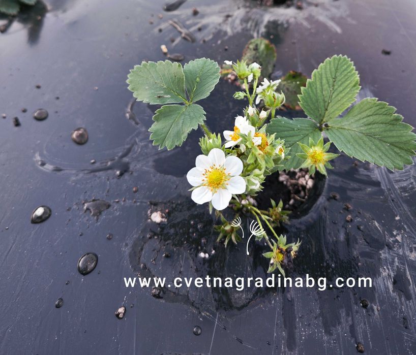 Целогодишни ягоди - пикирани в кофички