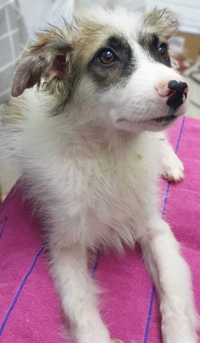 ищу дом для классных щенков