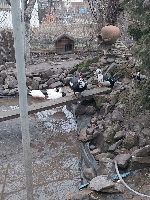 Продавам домашно гледани кокошки петли пуйки пуяци хомогорски гъски