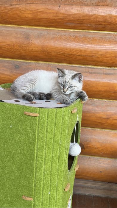 Продам тайского кота