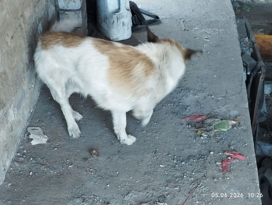 отдам в хорошие руки