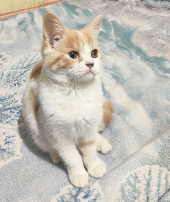 Девочка страйт 6 месяцев