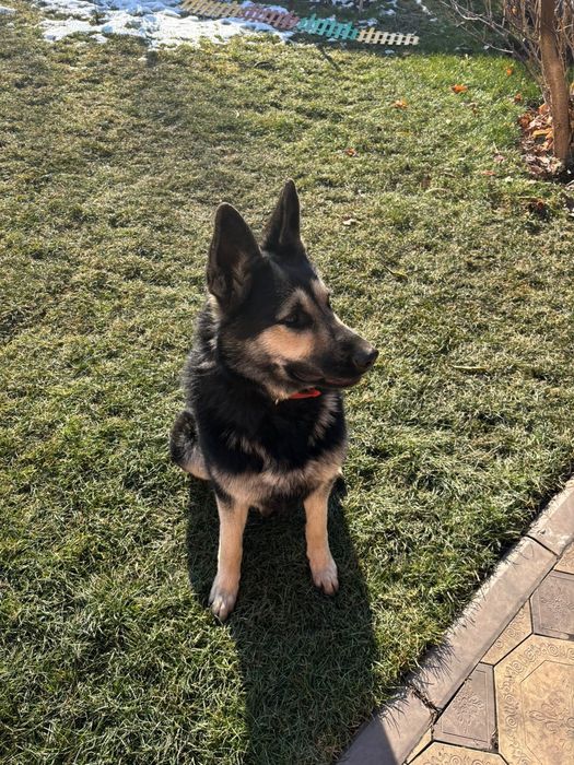 Продам ВЕО девочка