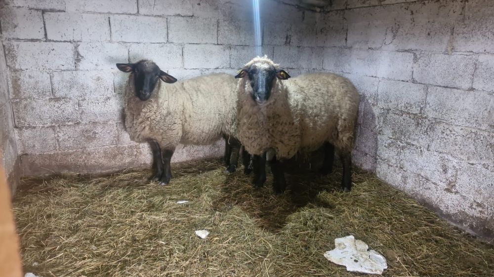Vând doua oi din rasa Suffolk