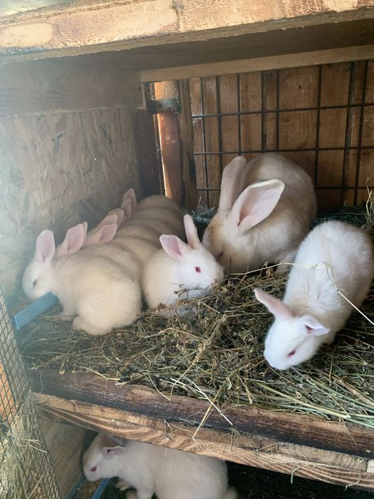 Iepuri/ pui de Hycole Francez