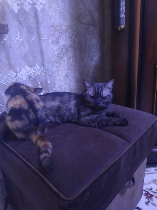 Отдам котят  у добрые руки