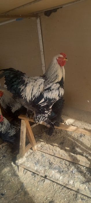 Brava xo'rozlar arzon narxda