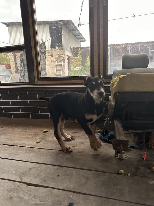 Щенки алабая 3 месячные  крупные