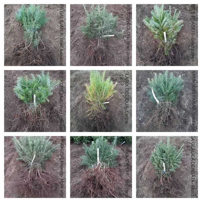 Pachet 30 bucati puieti mixt BASIC- 10 specii brad, molid argintiu