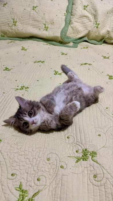 Пушистый котенок мальчик