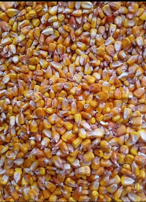 Vând porumb boabe preț 1 leu kg