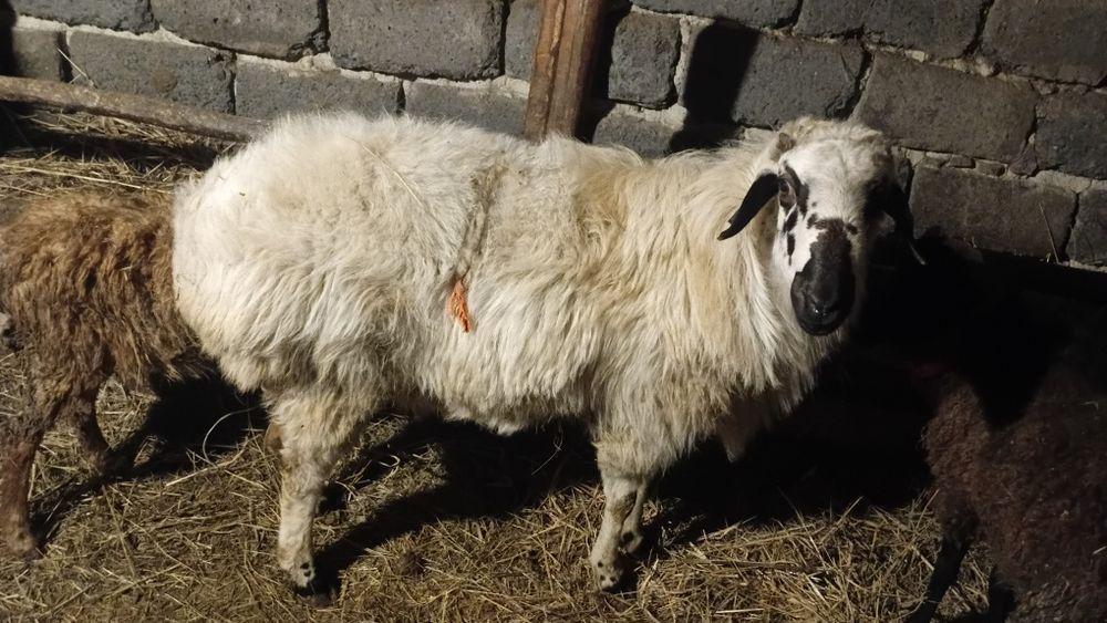 Қоршар четырехлетка стоющий