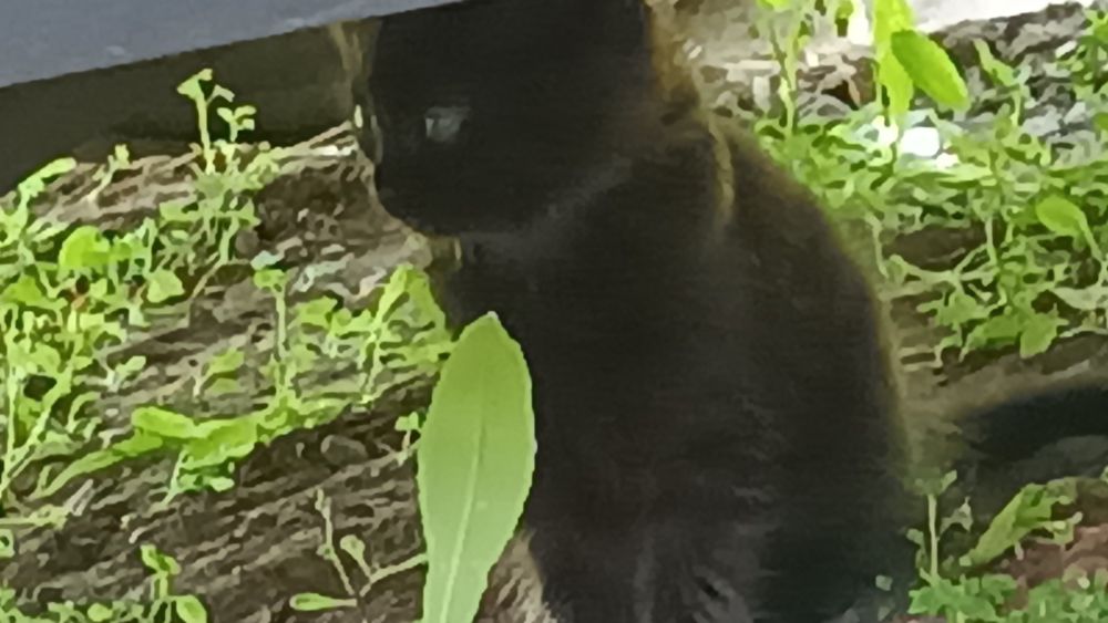 Отдам 4 котят бесплатно