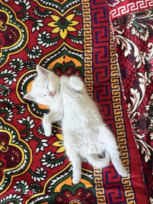 Котенок мальчик 3 недели