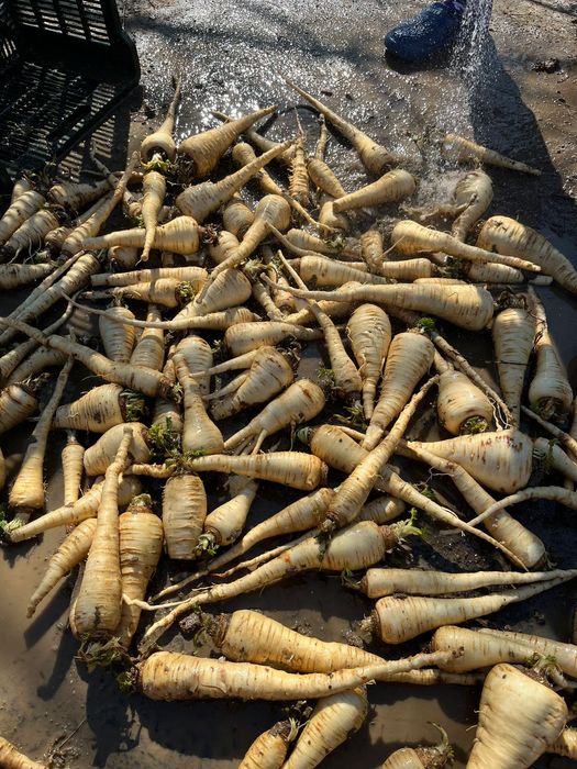 De vânzare păstârnac 3 lei kg  detalii la telefon nu deranjați inutil