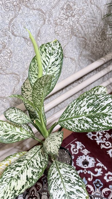 Difenbaxiya balandligi 113 sm yaxshi xolatda!