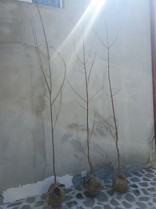 Paltin de munte, paltin verde, paltin de camp