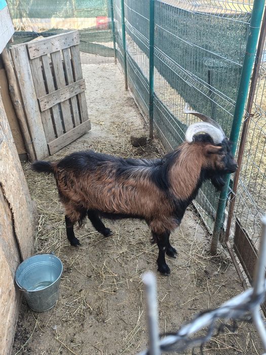 Țap rasa Alpină franceză