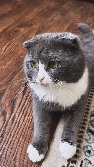 Шотландская вислоухая кошка