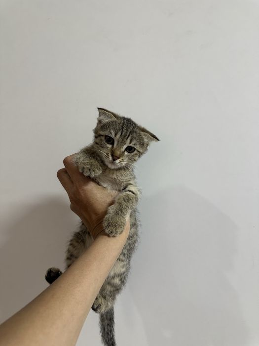 Котята - мышеловы.