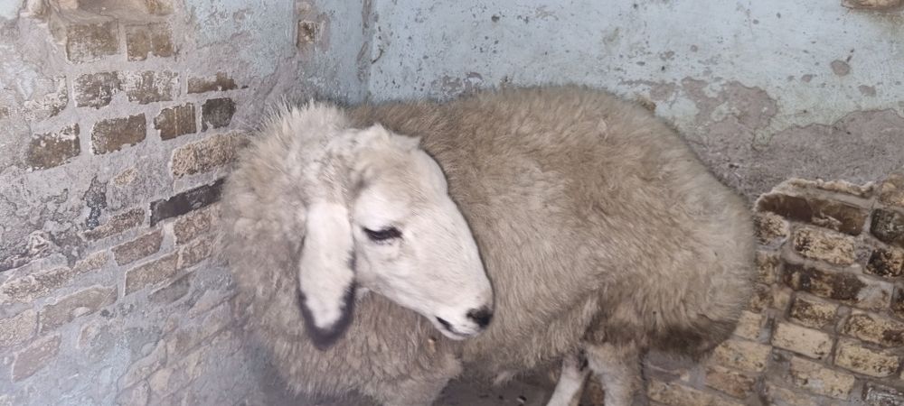 Куй сотилади вес 75кг