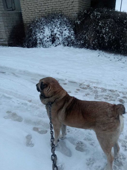 7 ойлик кучук боласи