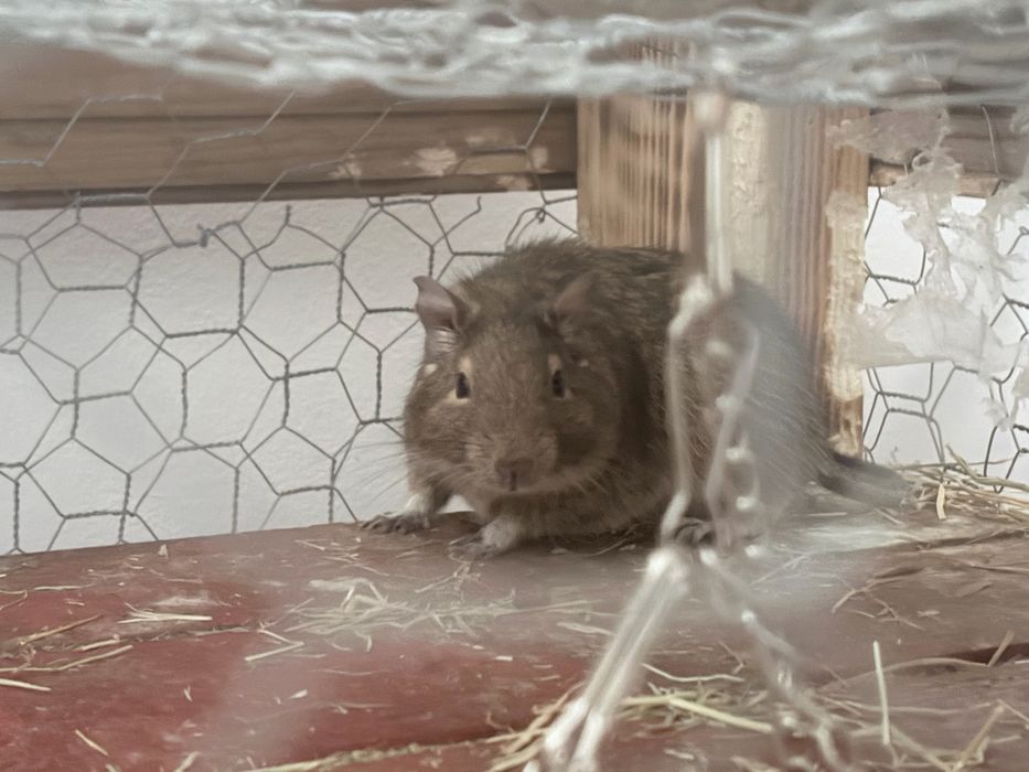 Vand veverite degu