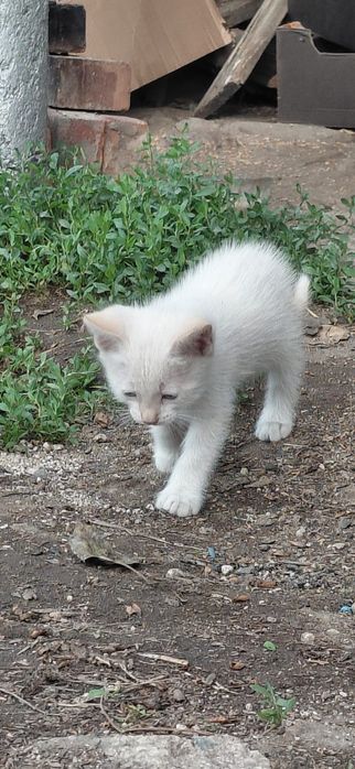 Отдам котят бесплатно