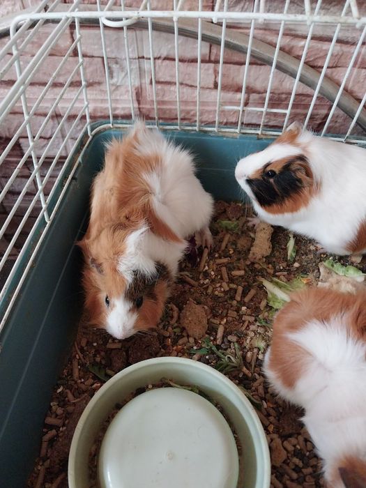 Очаровательные морские свинки  ручные и ласковые