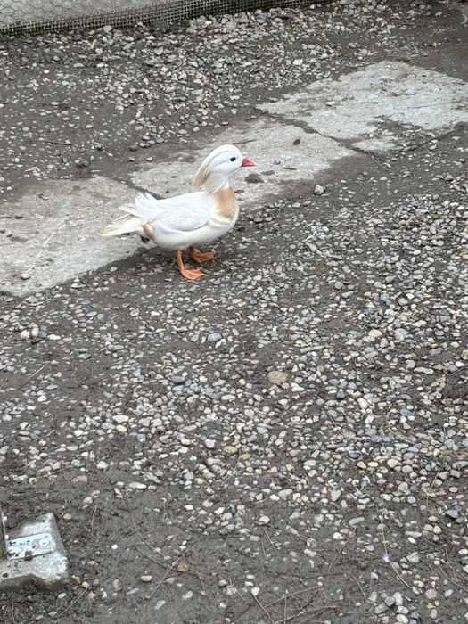 Vand sau schimb mascul mandarin alb