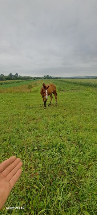 Vând mânză de 3 luni