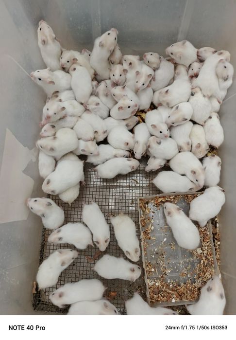 Хомяк Белый оптом